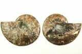 Cut & Polished, Agatized Ammonite Fossil - Madagascar #208621-1